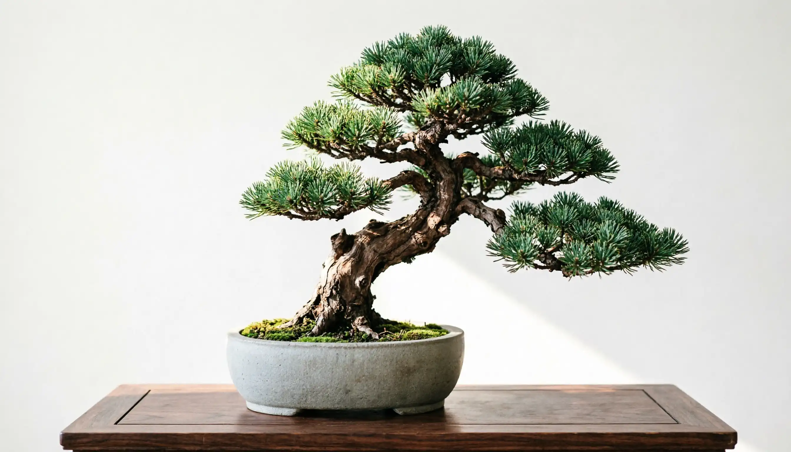 Image: A pine tree Bonsai